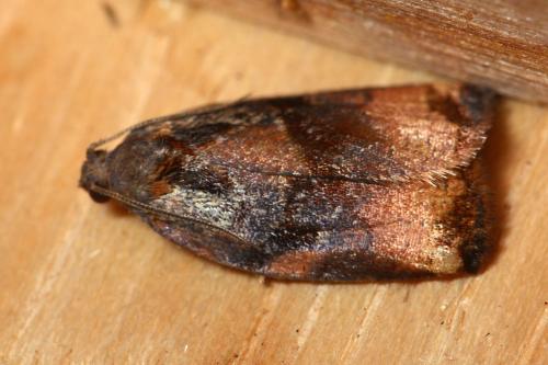 Réf. 345 784 : Archips podana