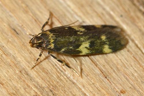 Oegoconia sp.