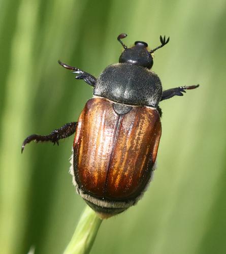 Anisoplia tempestiva