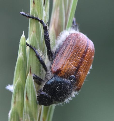 Anisoplia villosa