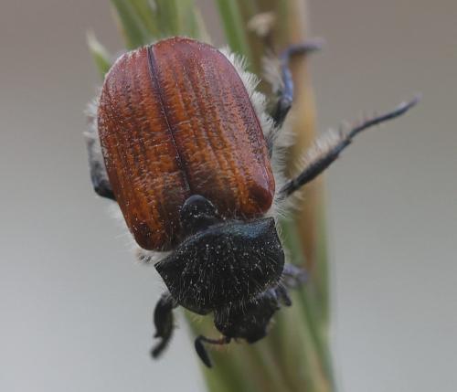 Anisoplia villosa