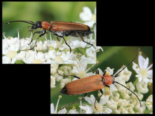 Réf. 345 977 : Anogcodes sp.