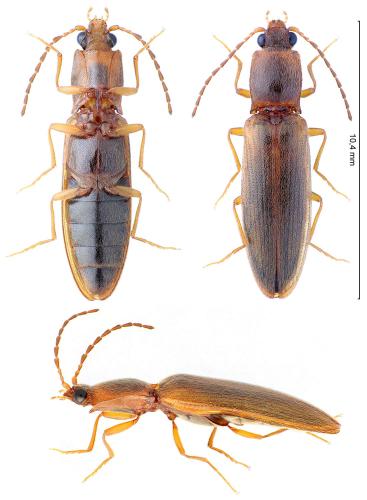 Athous emaciatus