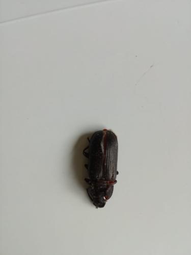 Réf. 345 410 : Tenebrio sp.