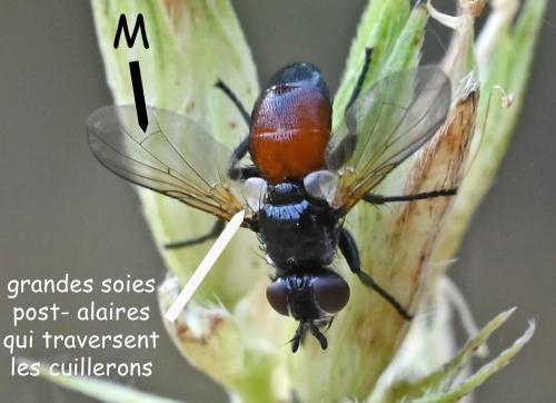 Besseria sp.