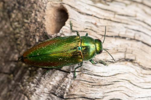 Réf. 345 885 : Eurythyrea micans