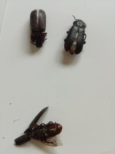 Réf. 345 409 : Tenebrio sp.