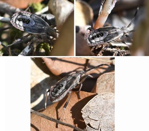 Ceraleptus obtusus