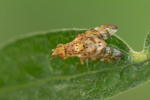 Réf. 345 128 : Chaetorellia jaceae