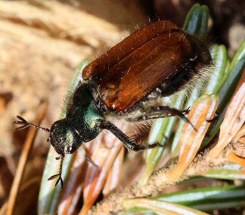 Réf. 345 132 : Phyllopertha horticola