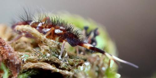 Orchesella flavescens