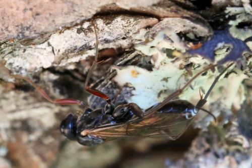 Rhimphoctona obscuripes