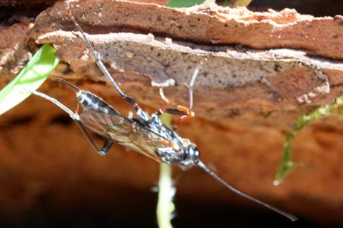 Rhimphoctona obscuripes