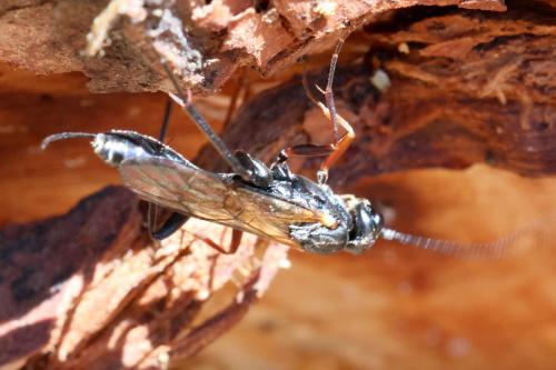 Réf. 345 696 : Rhimphoctona obscuripes