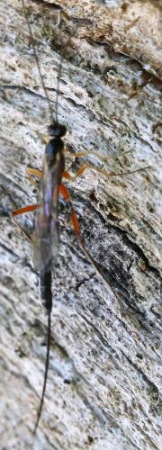Poemenia hectica