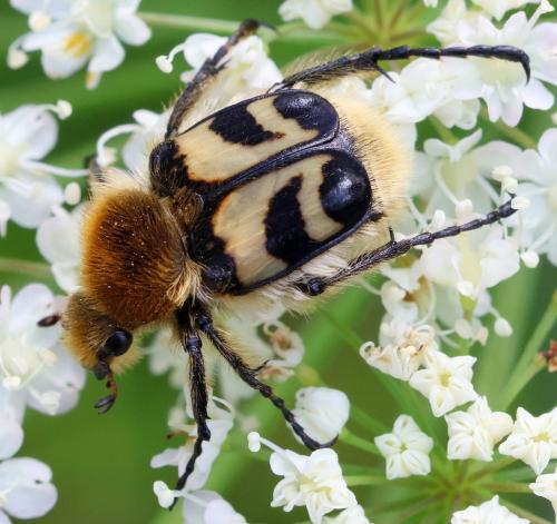 Réf. 345 787 : Trichius sp.