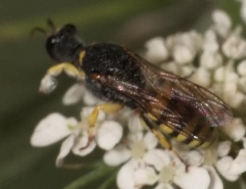 Réf. 345 583 : Lestica clypeata