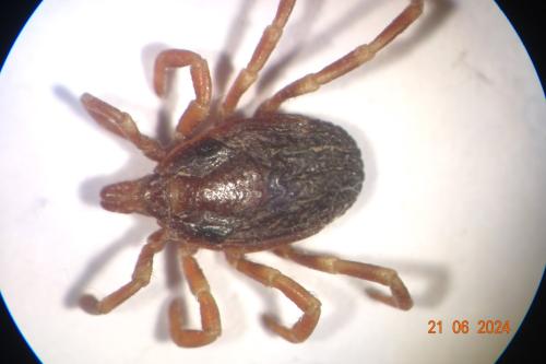 Hyalomma sp.