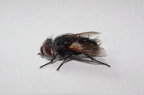Réf. 345 446 : Blepharipa pratensis