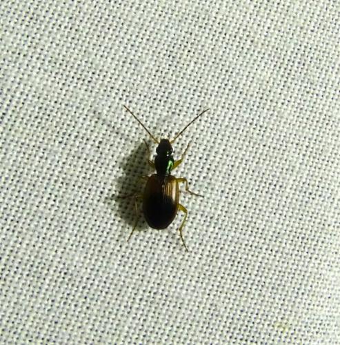 Réf. 345 022 : Anchomenus dorsalis