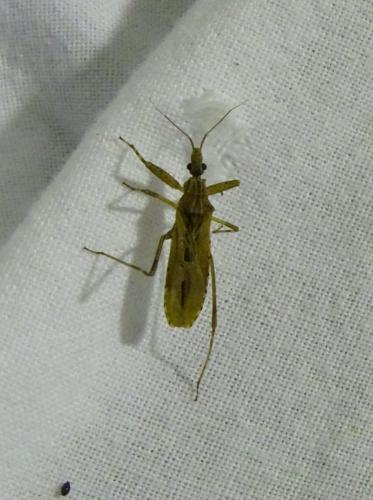 Réf. 345 025 : Oncocephalus pilicornis