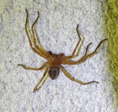 Réf. 345 026 : Olios argelasius
