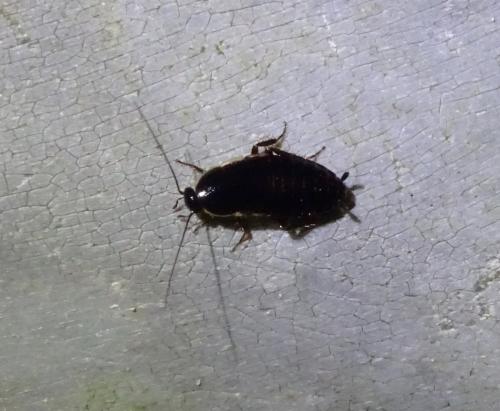 Réf. 345 148 : Loboptera sp.