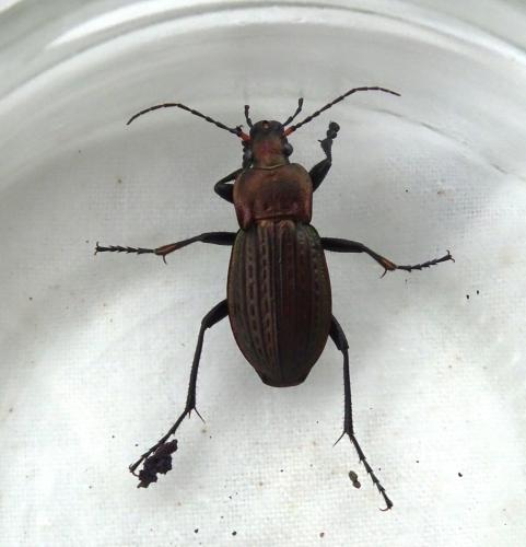 Carabus cancellatus