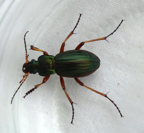 Carabus auratus