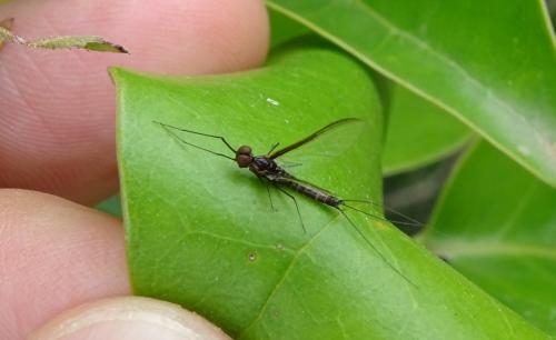 Choroterpes picteti