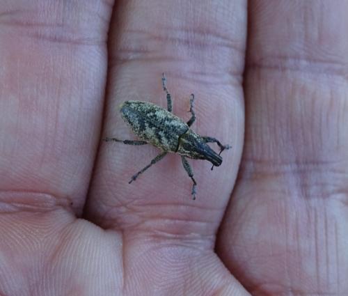 Réf. 345 638 : Cleonis pigra