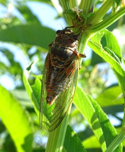 Tibicina haematodes