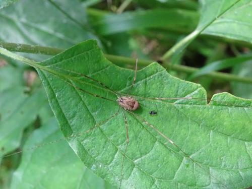 Réf. 345 710 : Leiobunum blackwalli