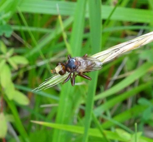 Réf. 345 708 : Sicus sp.