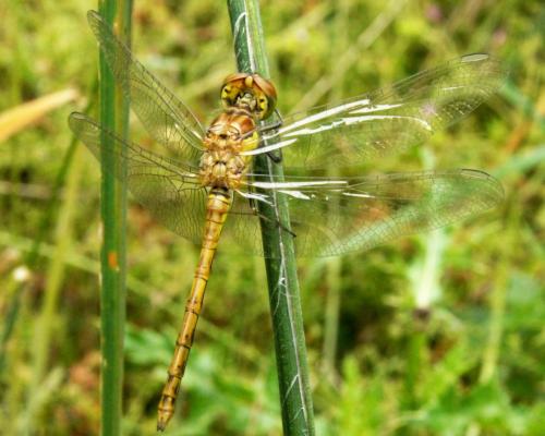 Sympetrum striolatum