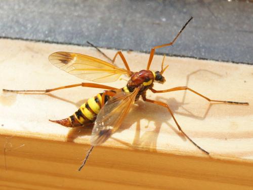 Réf. 345 205 : Ctenophora ornata