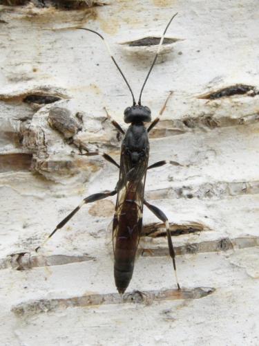 Réf. 345 877 : Xorides sepulchralis