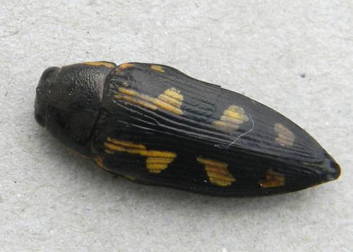 Buprestis novemmaculata