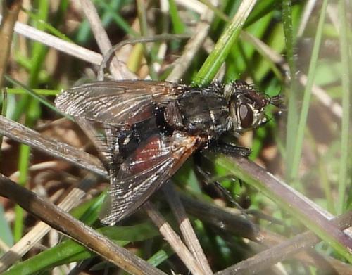 Peleteria meridionalis