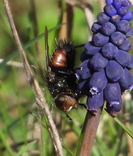 Peleteria meridionalis