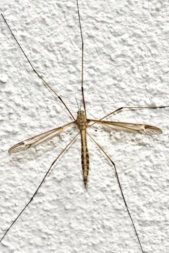 Réf. 345 241 : Tipula sp.