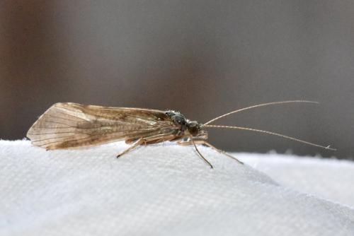 Réf. 345 484 : Hydropsyche sp.