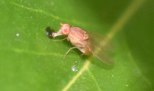 Réf. 345 472 : Sapromyzosoma sp.