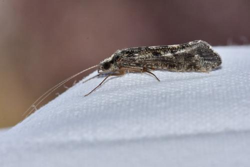 Réf. 345 482 : Hydropsyche sp.