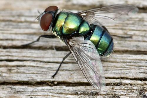 Réf. 345 268 : Chrysomya albiceps