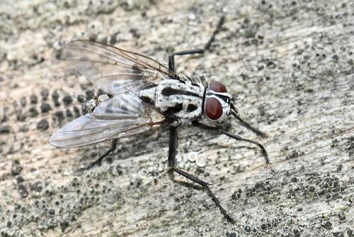 Réf. 345 012 : Eustalomyia hilaris