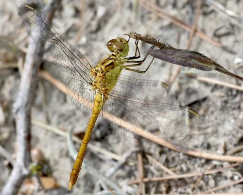 Réf. 345 466 : Sympetrum meridionale