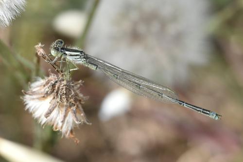 Erythromma lindenii