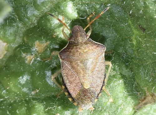 Réf. 345 464 : Peribalus strictus strictus