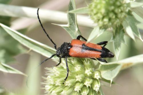 Stictoleptura cordigera